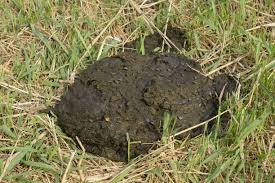 cow manure