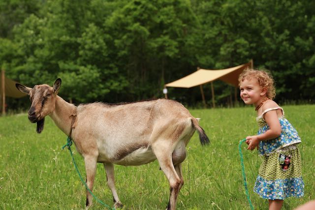 little girl with a goat smiling