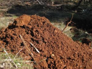 soil piled up from planting a tree