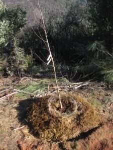 tree with mulch