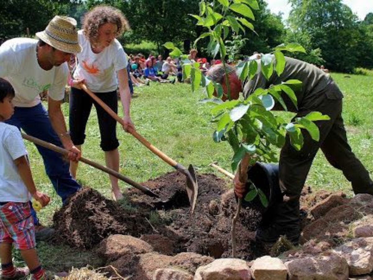 How to Plant a Tree? | WILD ABUNDANCE