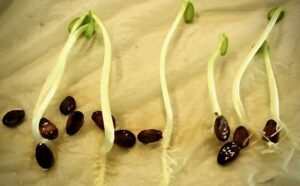 sprouting seeds in a germination test