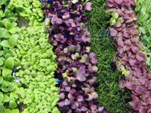 colorful microgreens