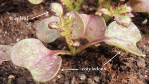 parts of microgreens