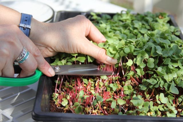 Harvesting radish microgreens with scissors