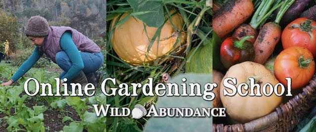 woman tending garden and vegetables in banner