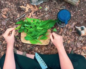 chopping wild greens after foraging