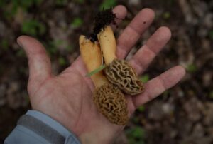 hand holding morel mushrooms