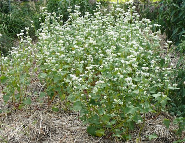 Buckwheat cover crop