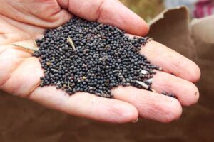 Hand with kale seeds for fall gardening