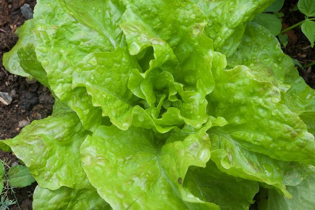 lettuce in a fall garden