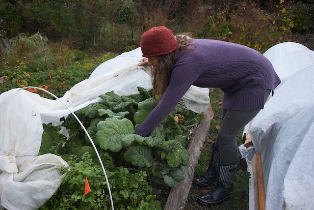 harvesting kale from under row cover