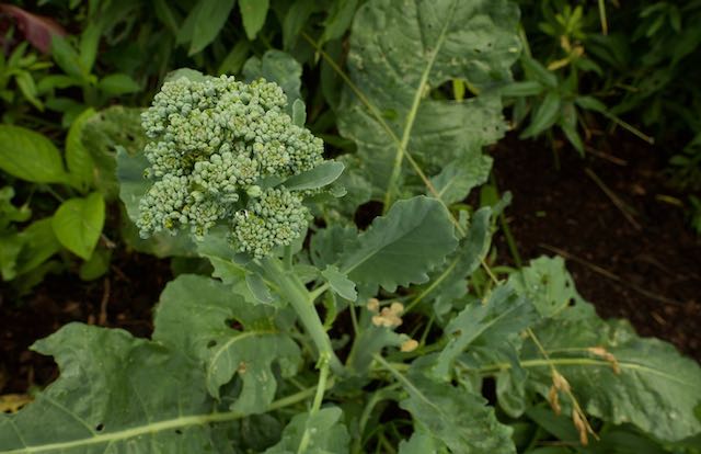 broccoli in a fall garden