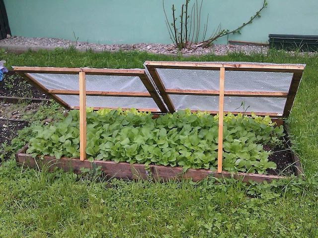 cold frame for fall gardening