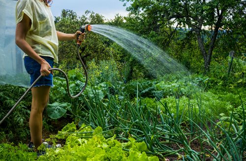 watering a fall garden