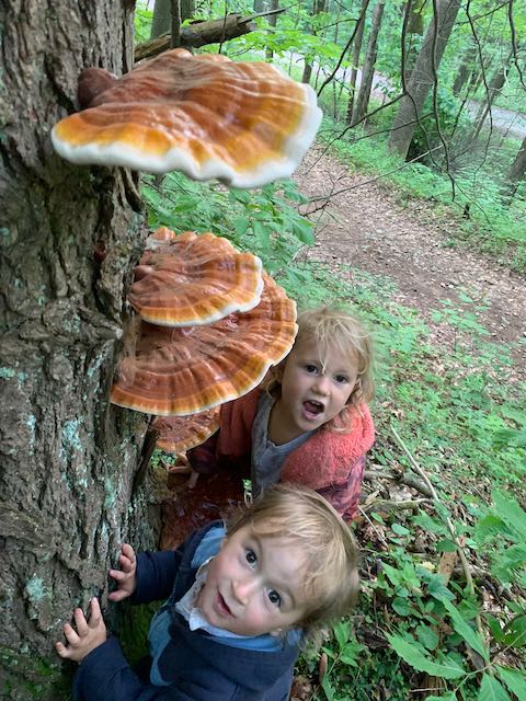 children looking at reishi mushrooms on a hemlock tree