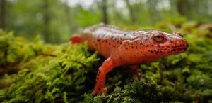 salamander crawling on moss