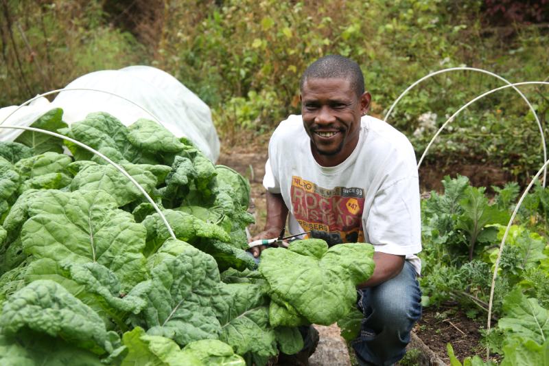 man harvesting kale in a gardening apprenticeship