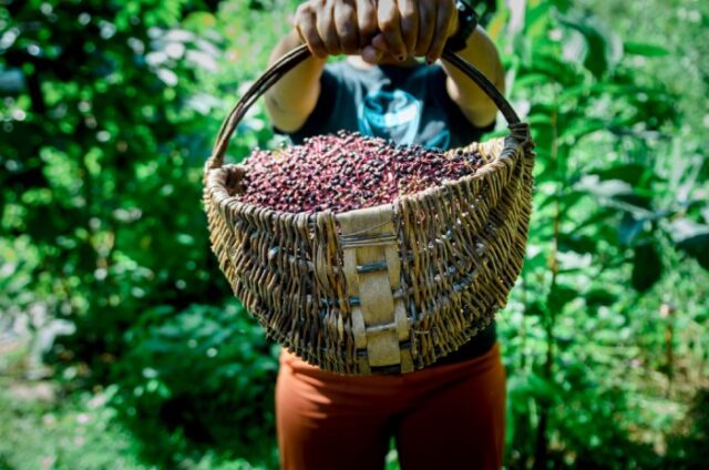 basket full of wild elderberries 