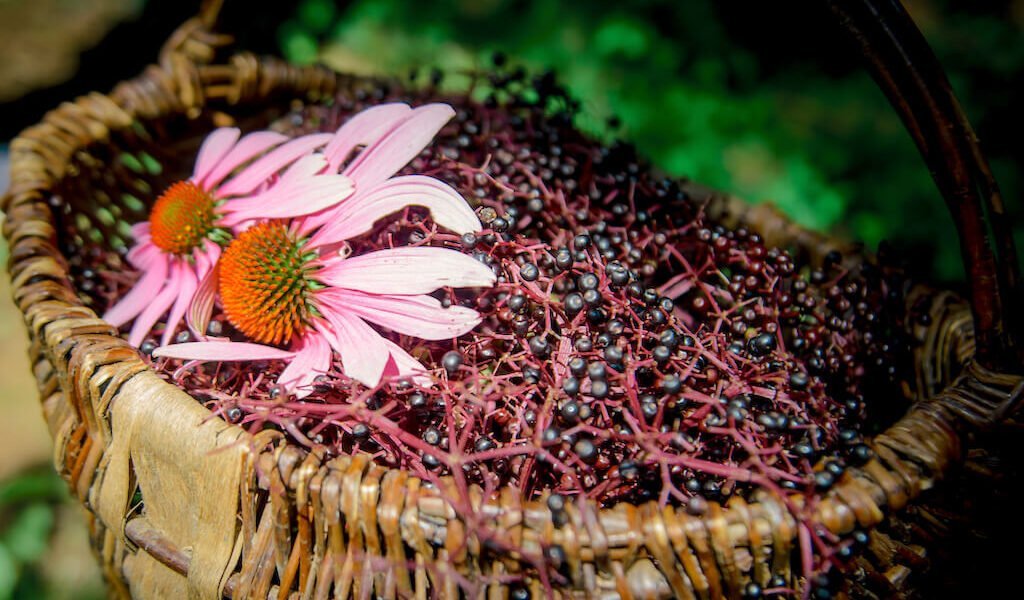 Basket of echinacea and berries foraged during wildcrafting and medicine making course
