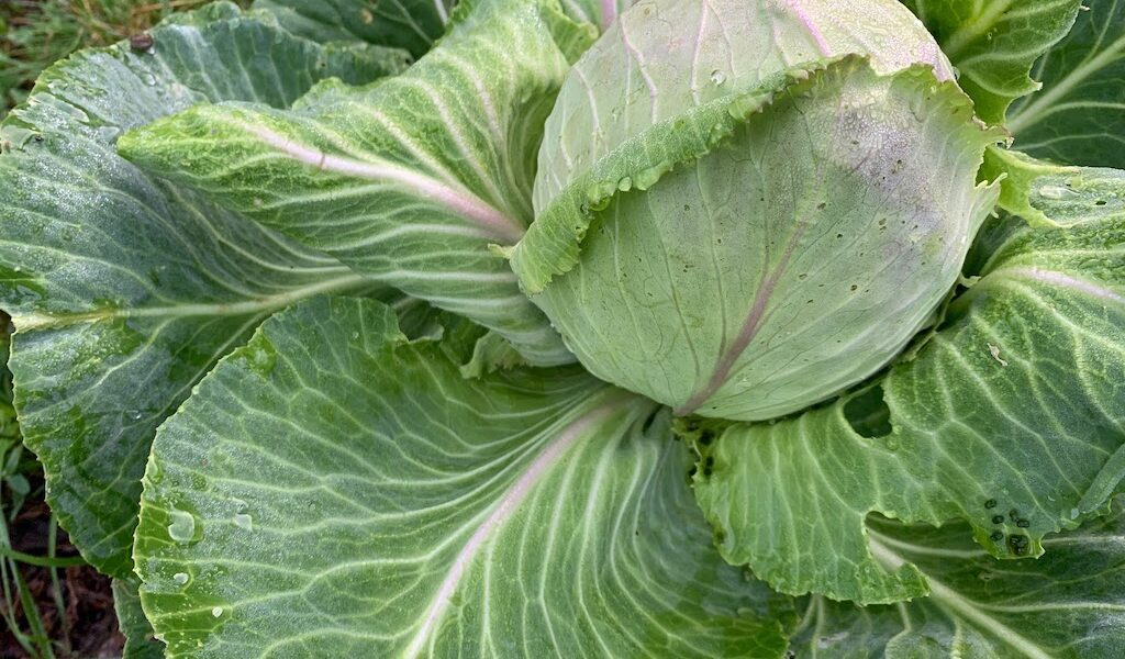 Cabbage: a vegetable to plant for fall gardening