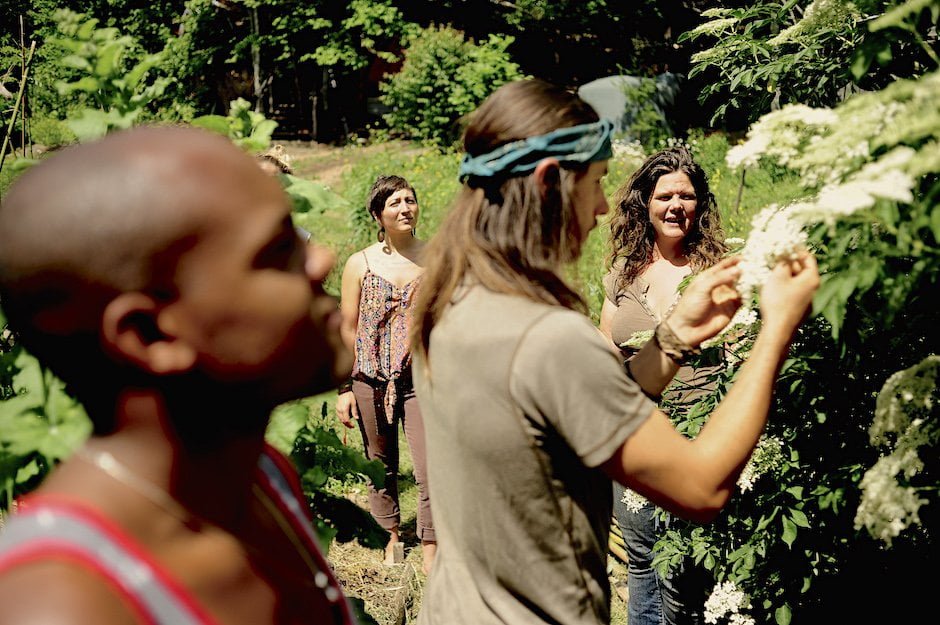 Four people harvest elder flowers for herbal medicine making in an herbalist wildcrafting class
