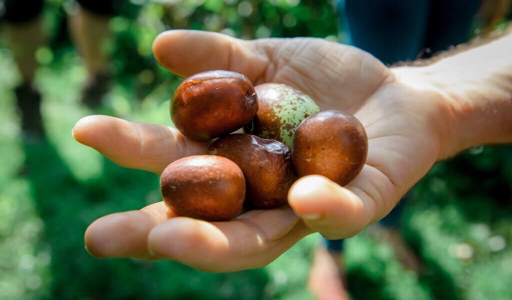 Hand holds chestnuts during permaculture apprenticeship
