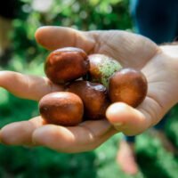 Hand holds chestnuts during permaculture apprenticeship