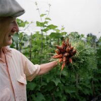 Man admires carrots in garden