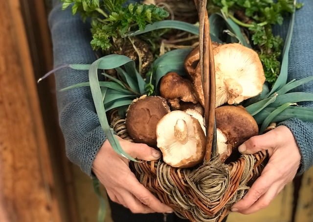 Basket of mushrooms and greens are gathered during permaculture design class