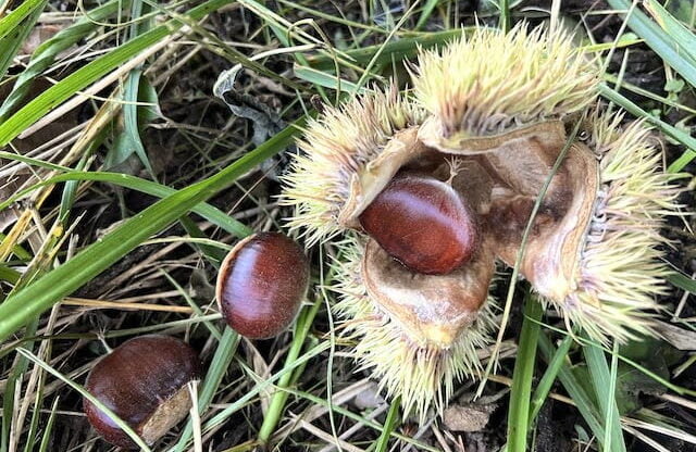 Chestnuts lay on the ground