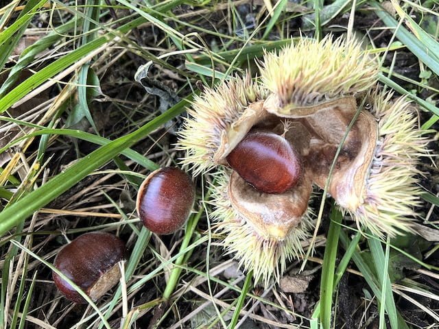 Chestnuts lay on the ground