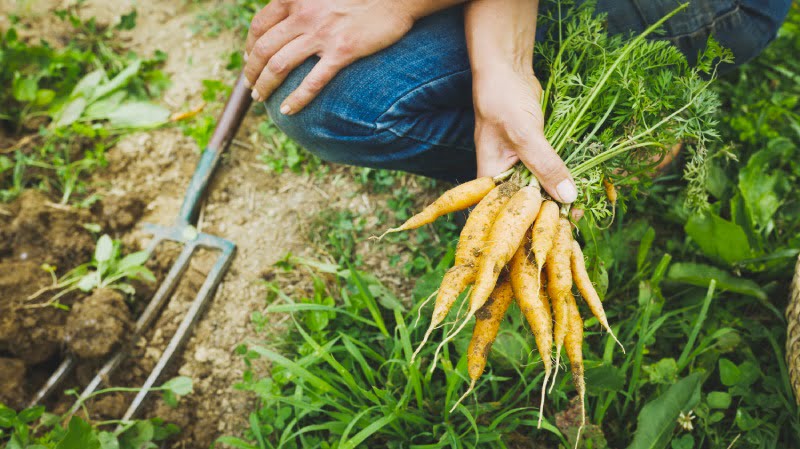 closeup of hand holding a bunch of carrots in a garden