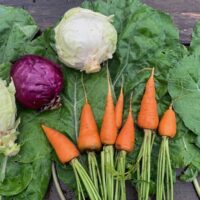 Vegetables to plant in Summer for Fall Gardening