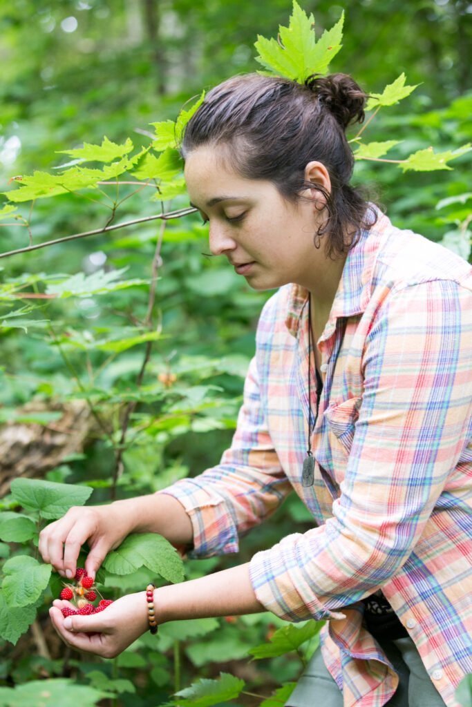 Apprentice picks wineberries during permaculture apprenticeship