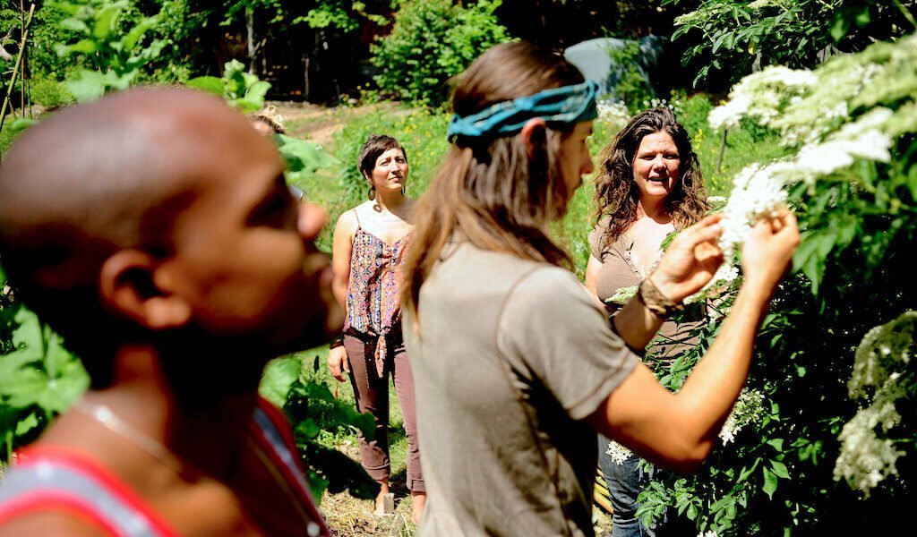 Three Students and instructor observe elderflower during wildcrafting and medicine making class