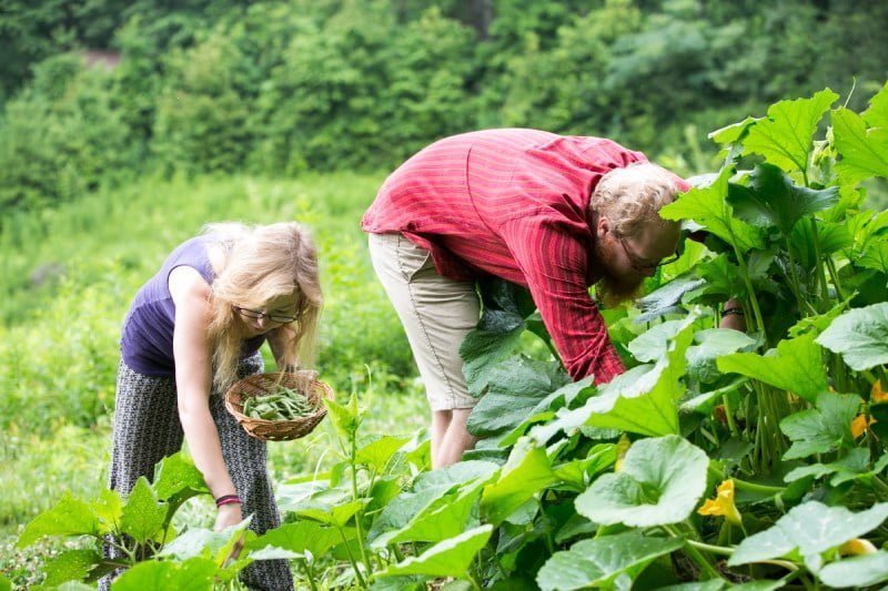 a man and a woman bending over the harvest vegetables as part of a permaculture apprenticeship