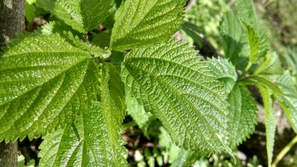 closeup of woods nettles edible plant for survival