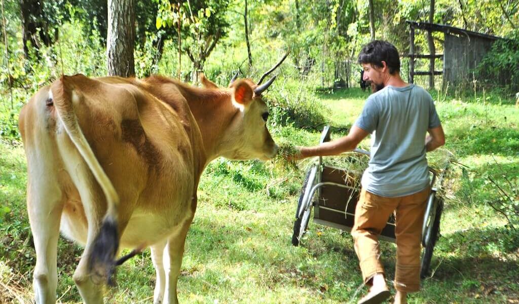 Instructor feeding a cow during a permaculture class