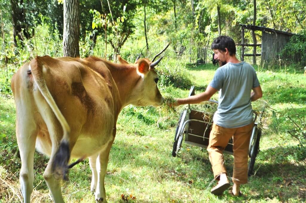 Instructor feeding a cow during a permaculture class
