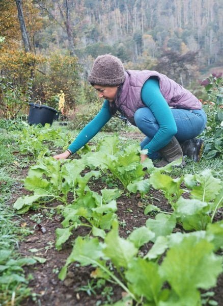 woman in garden weeding turnips