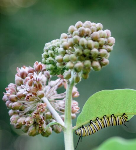 Milkweed flower with monarch caterpillar