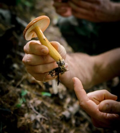 Hands pick a wild mushroom in this Wildcrafting and medicine making class