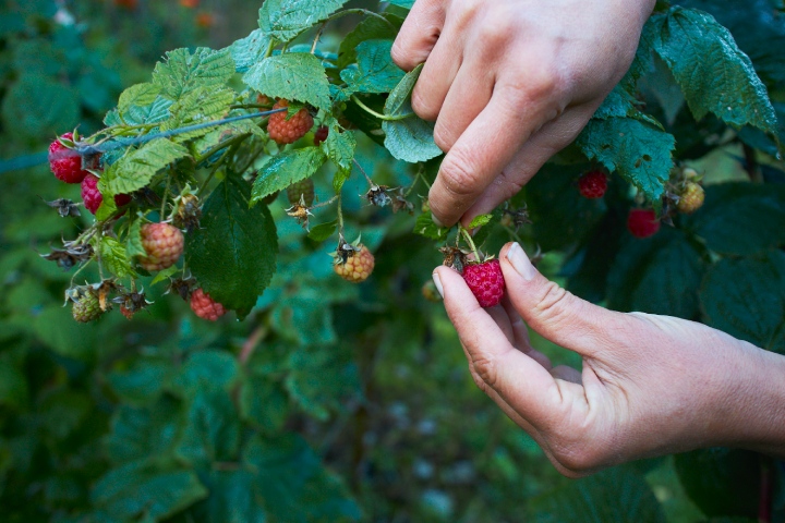 closeup of hands harvesting raspberries