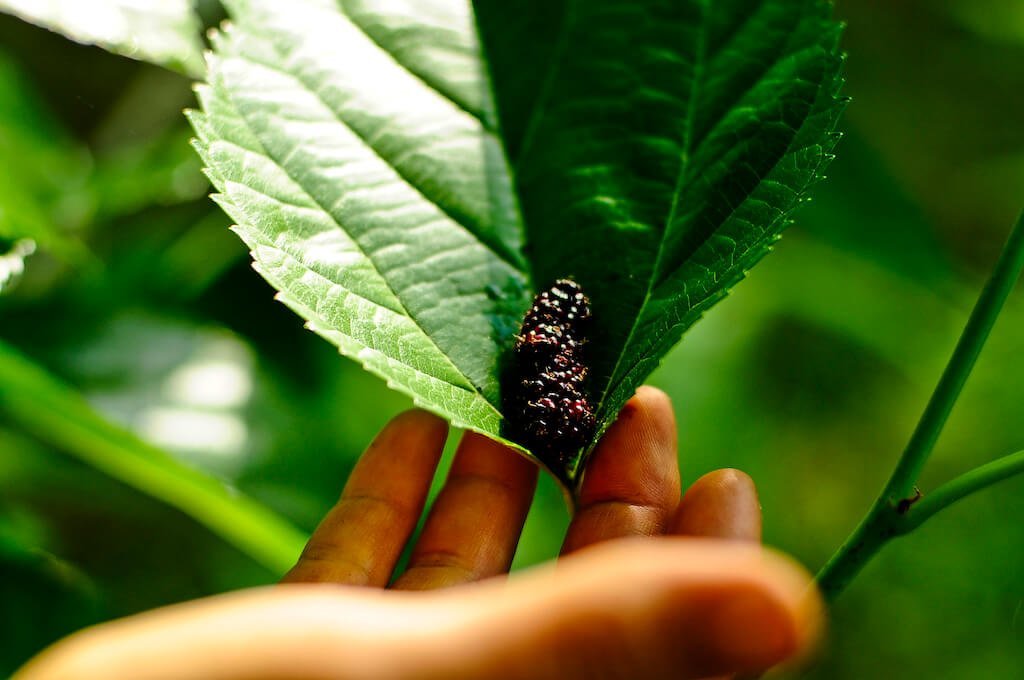 Hand gathering mulberries during permaculture design class