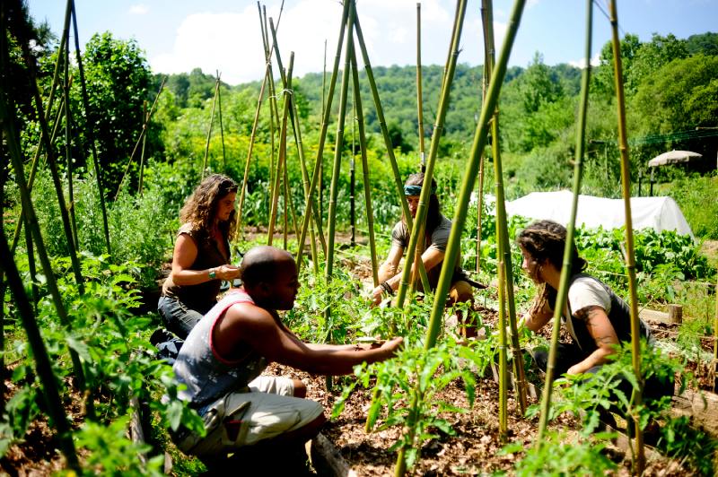 group of people trellising tomatoes on bamboo during gardening apprenticeship