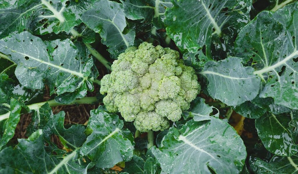 Broccoli that was planted during garden planning class