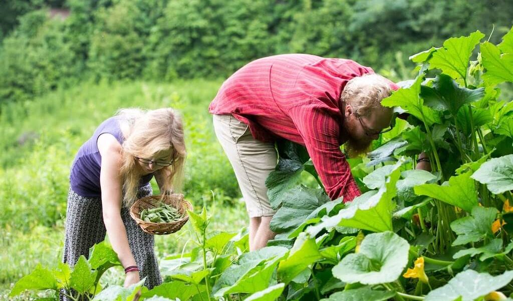 Two students bend over picking vegetables in well planned garden
