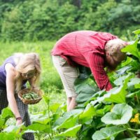 Two students bend over picking vegetables in well planned garden