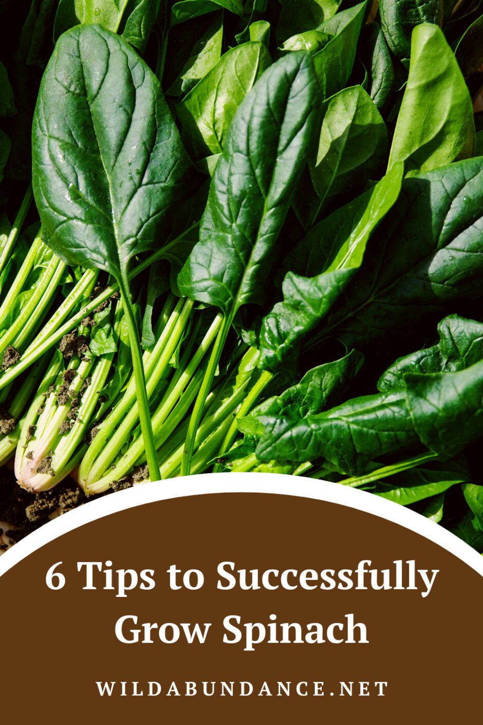 6 tips to successfully Grow Spinach